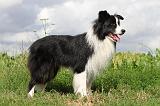 BORDER COLLIE 599